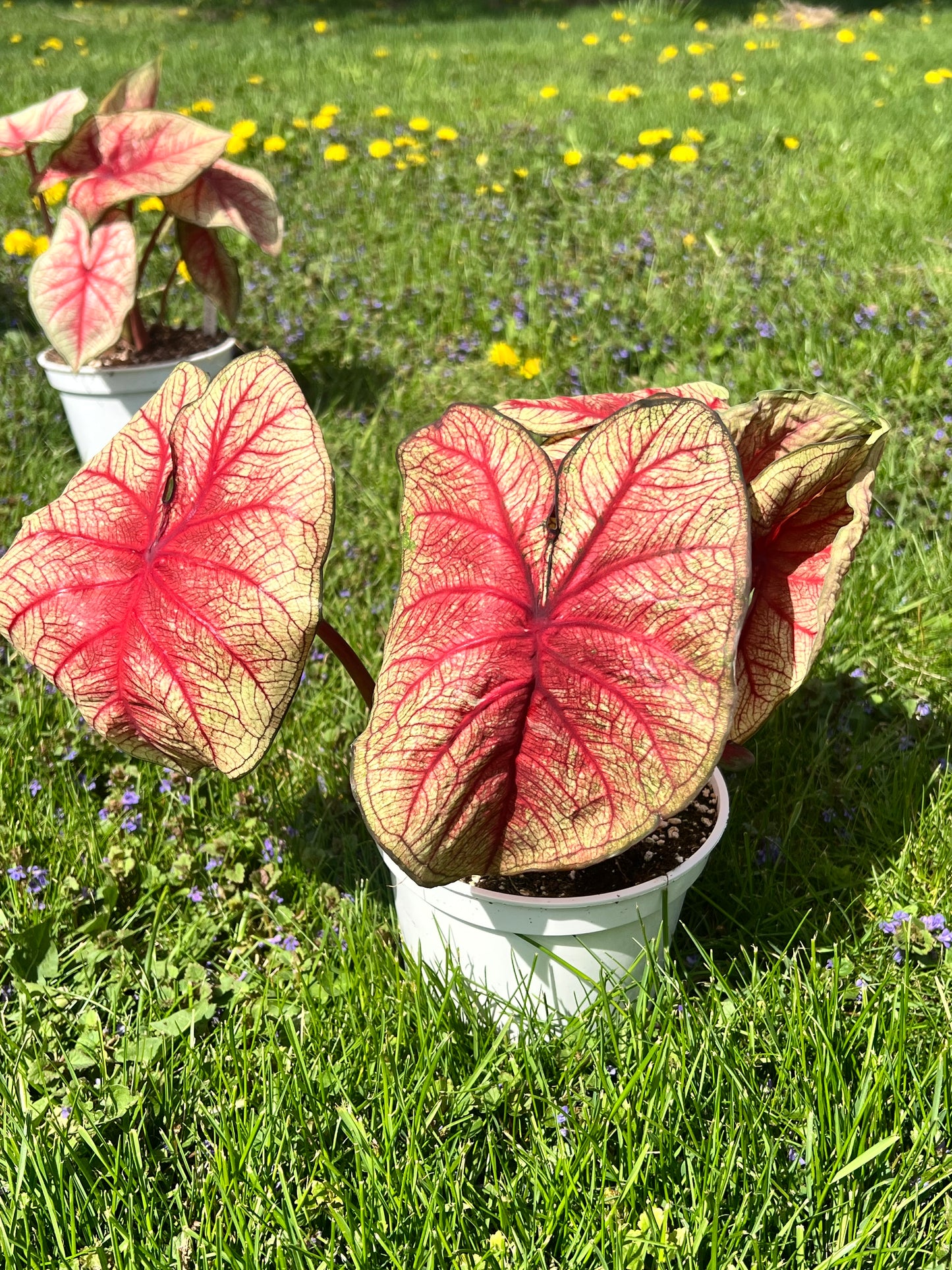 Caladiums 6” (multi bulbs)