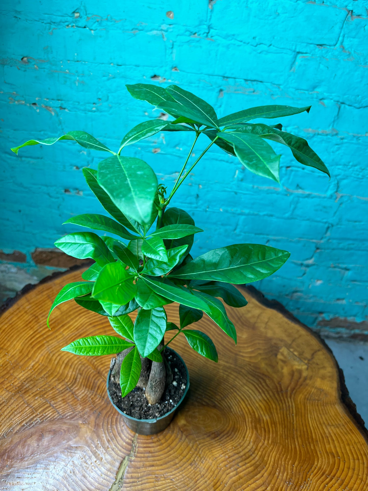 Money Tree (Pachira Glabra-Pet Friendly)