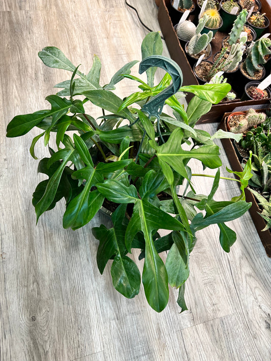Philodendron Florida Green basket 10”