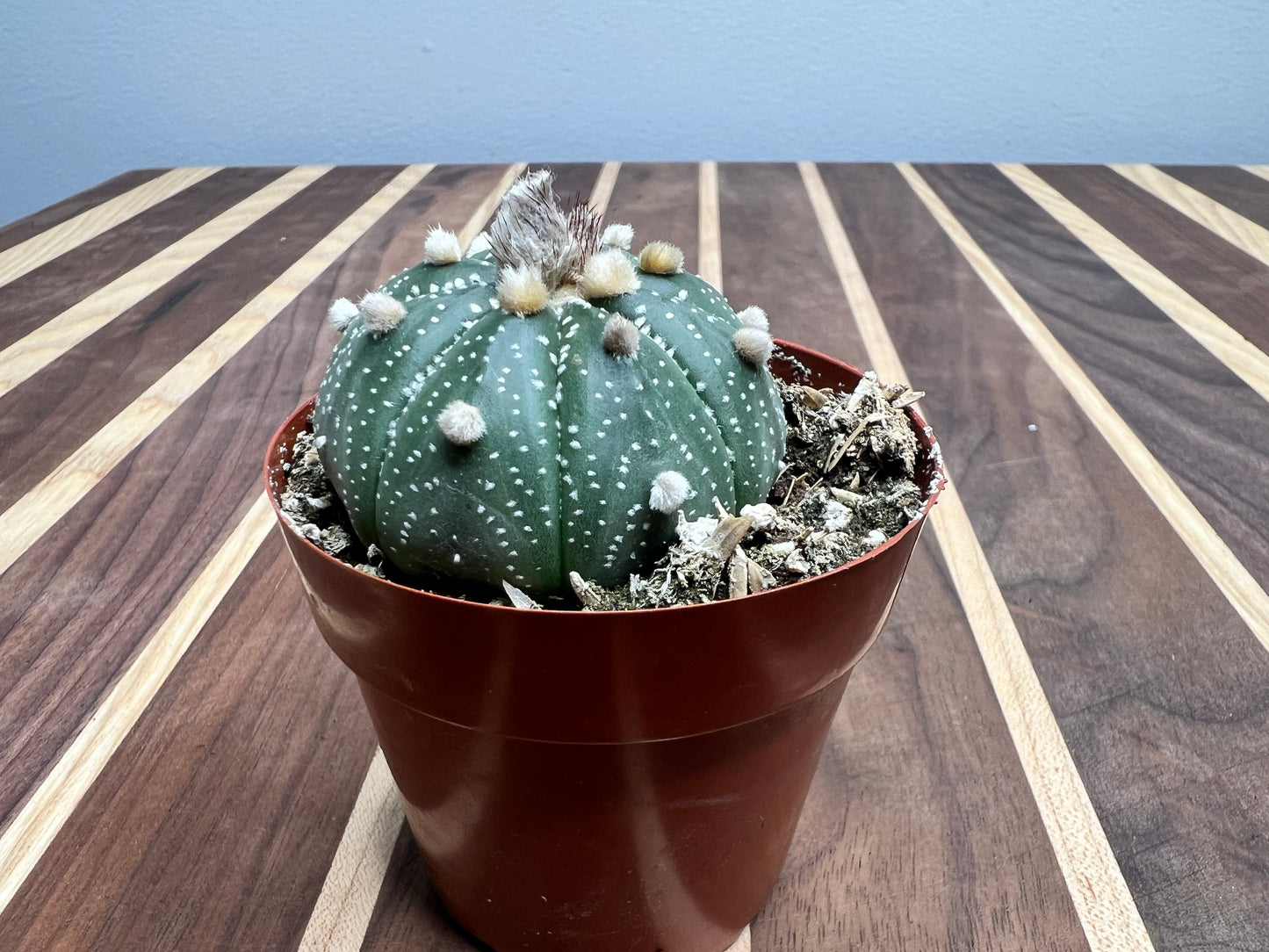 Sand Dollar Cactus 3”