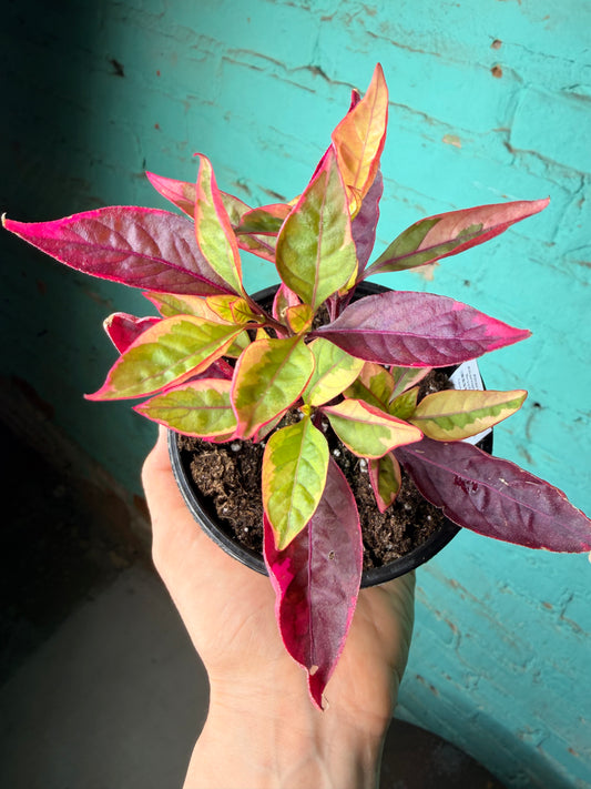 Alternanthera “Little Ruby” Party Time Plant 4”