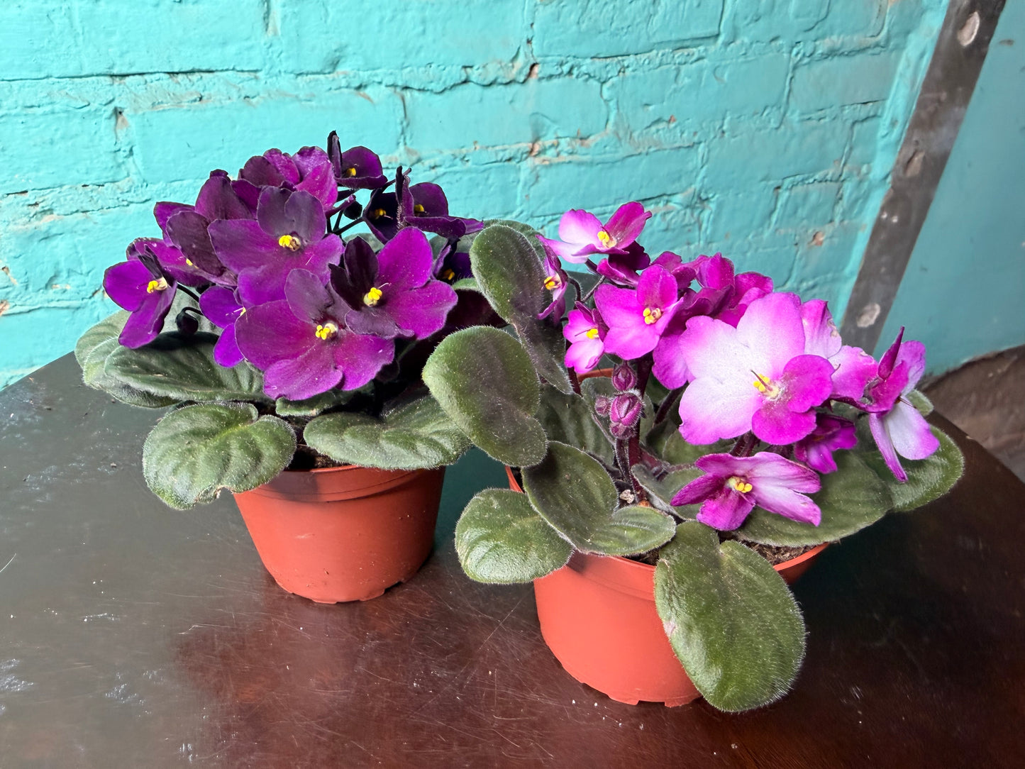 African Violet 4”