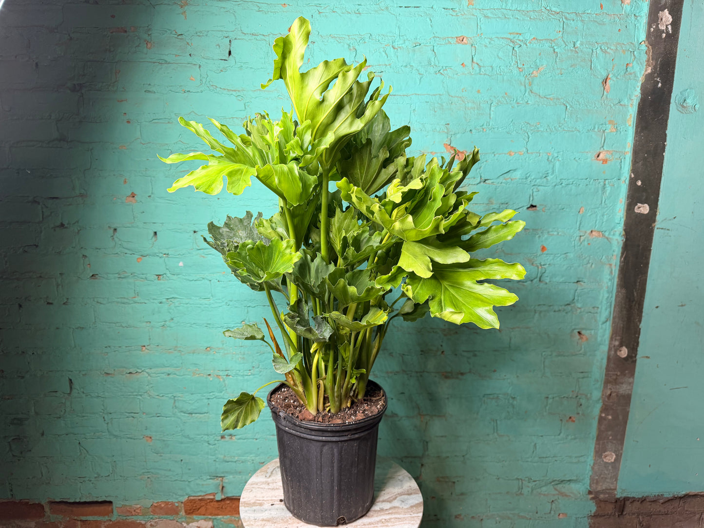Philodendron Selloum -Hope 8”