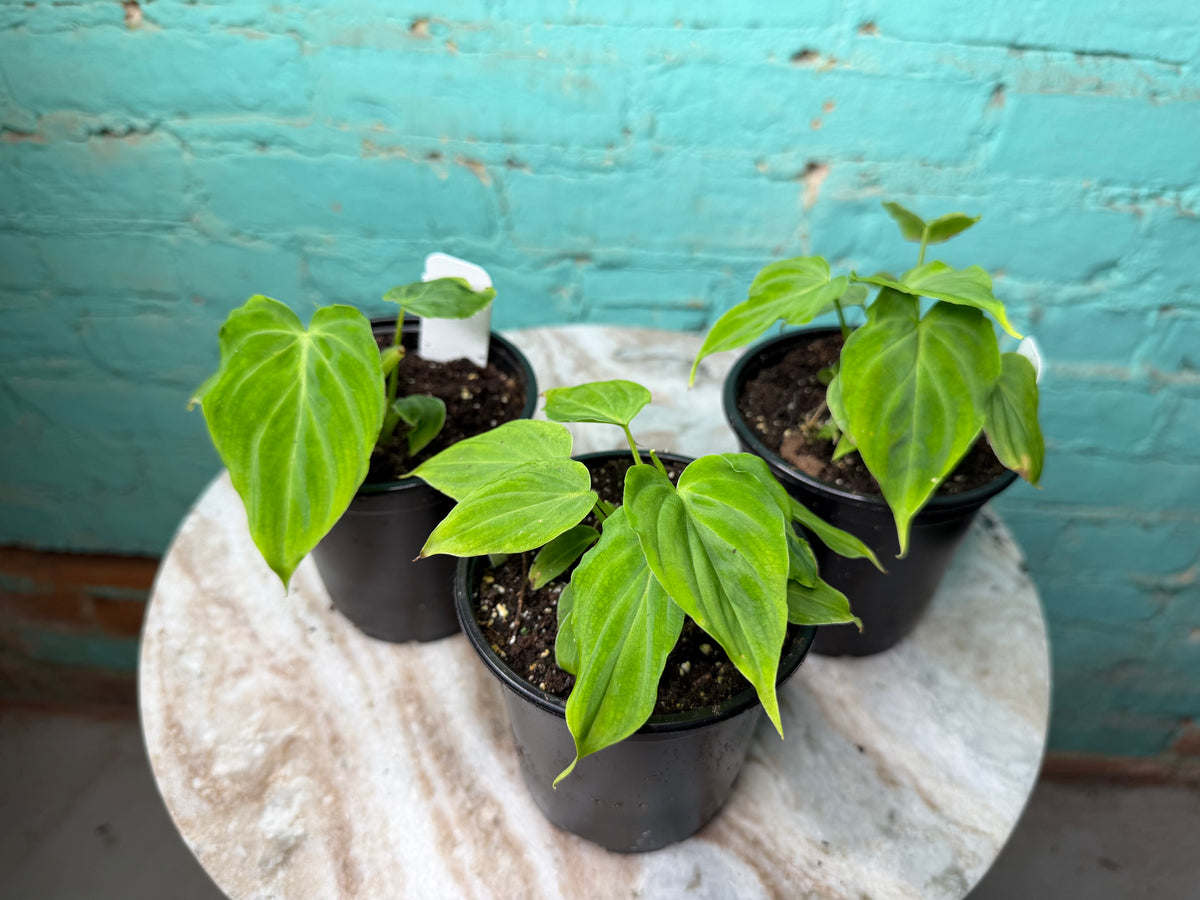 Philodendron Verrucosum  4”