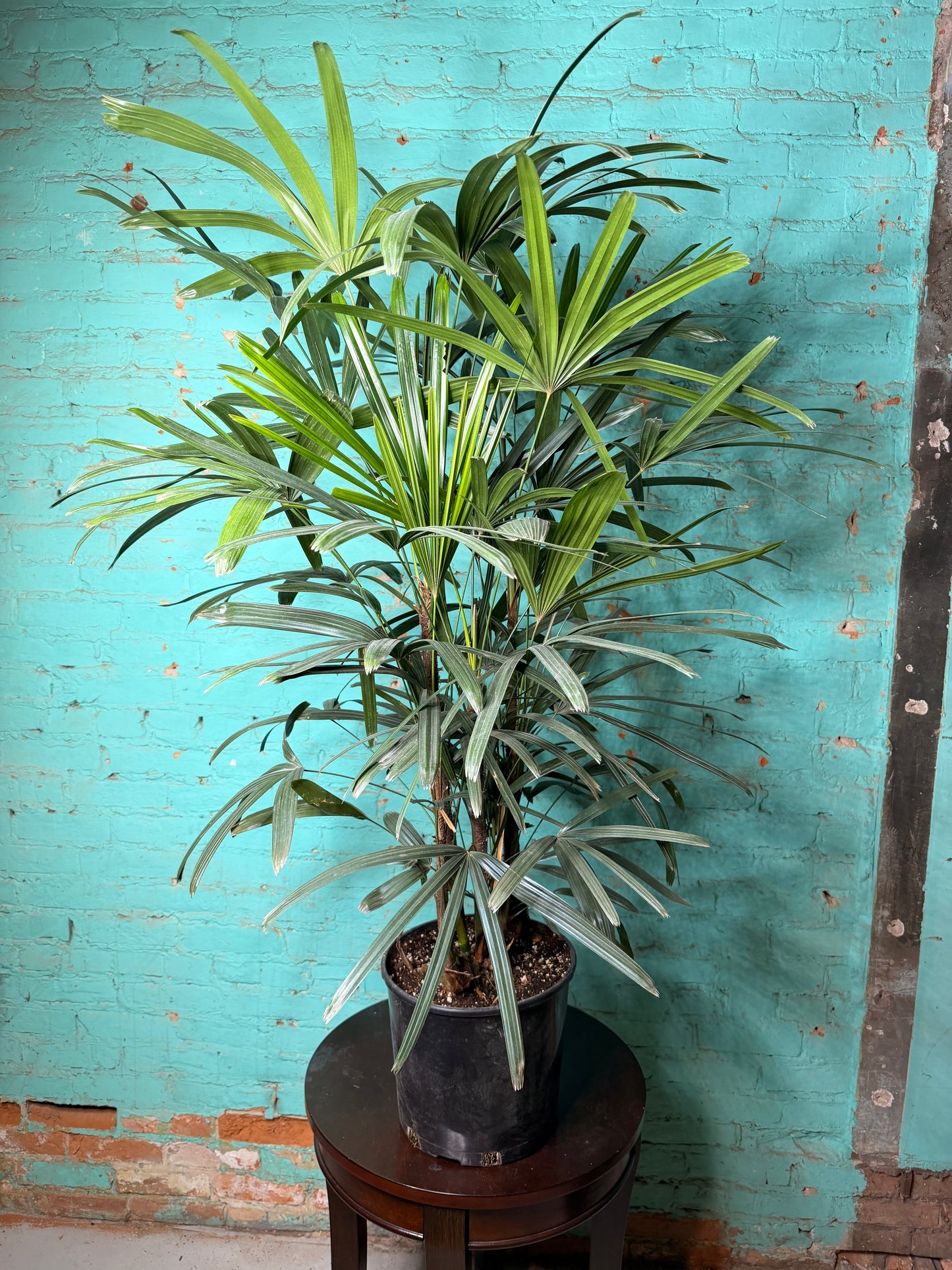 Rhapis Palm (Lady Palm) 10”