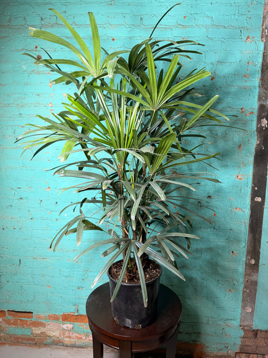 Rhapis Palm (Lady Palm) 10”