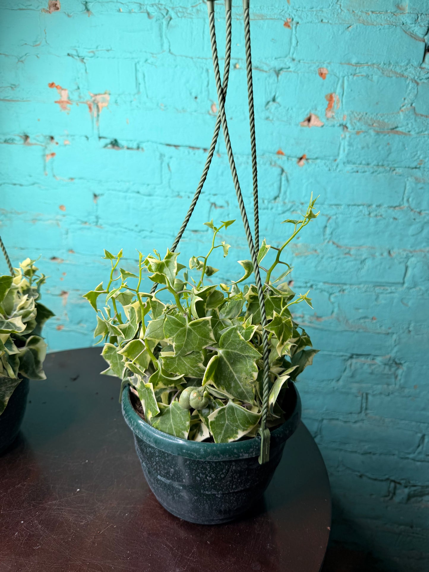 Wax Ivy 6”