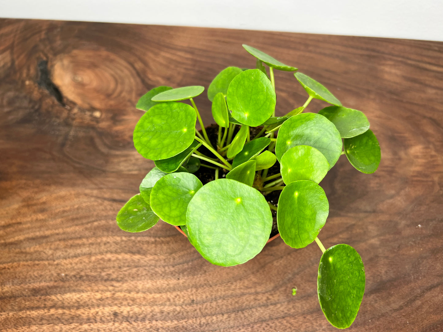 Pilea Peperomioides (4inch) Chinese Money Plant