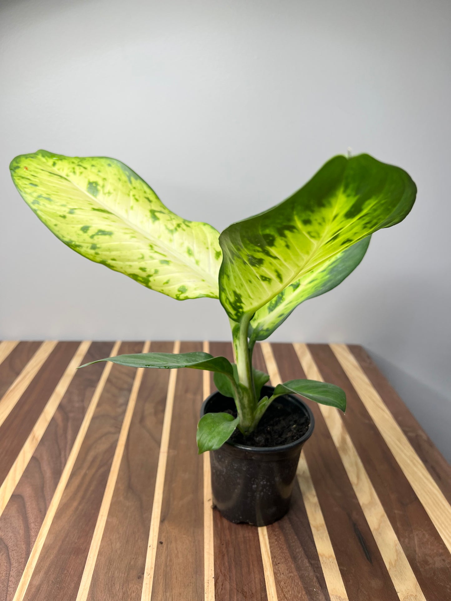 Dieffenbachia Bowmannii 4”