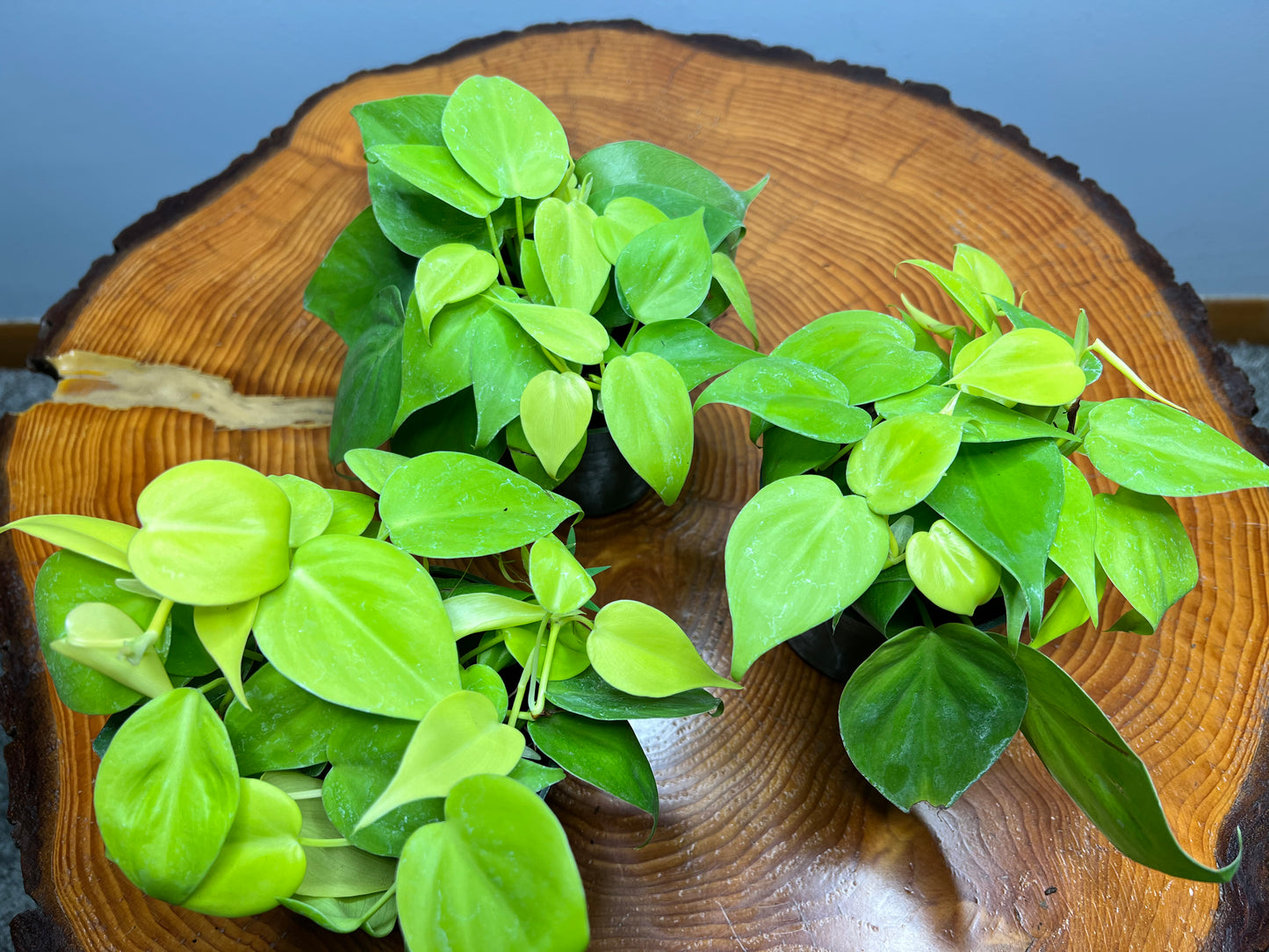 Philodendron- heart leaf