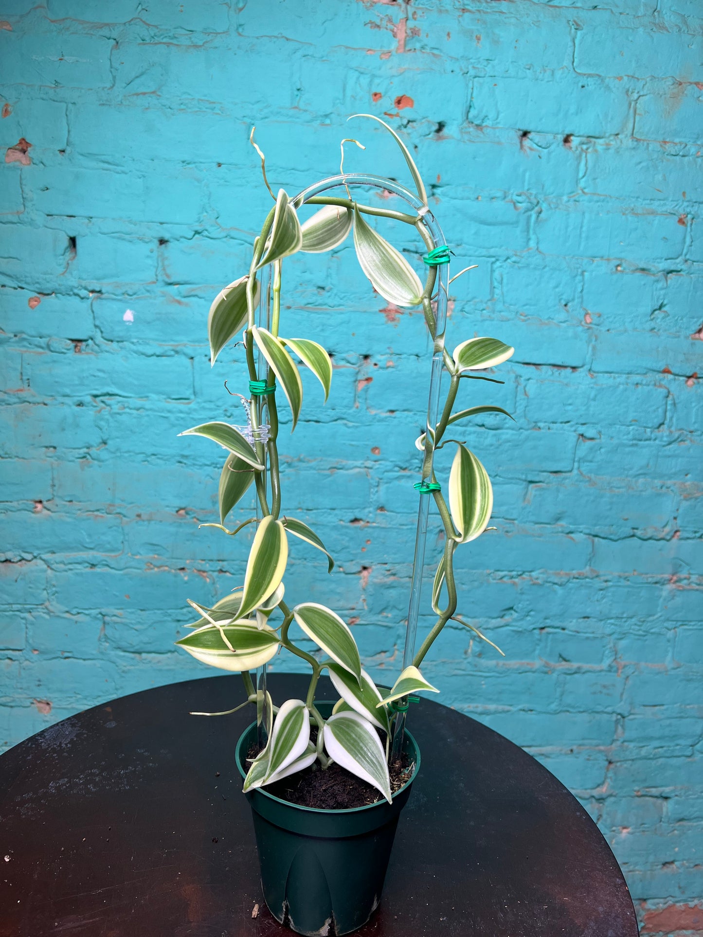 Vanilla Bean Orchids Trellis