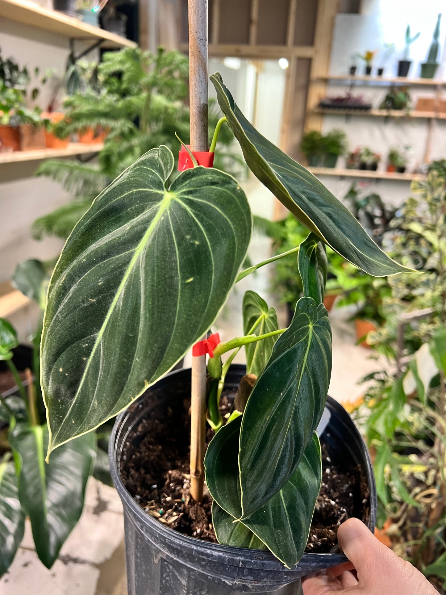 Philodendron Melanochrysum (Black and Gold) 10” Trellis