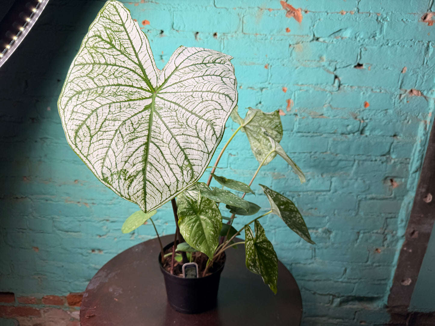 Caladium 6” ‘Dreams’