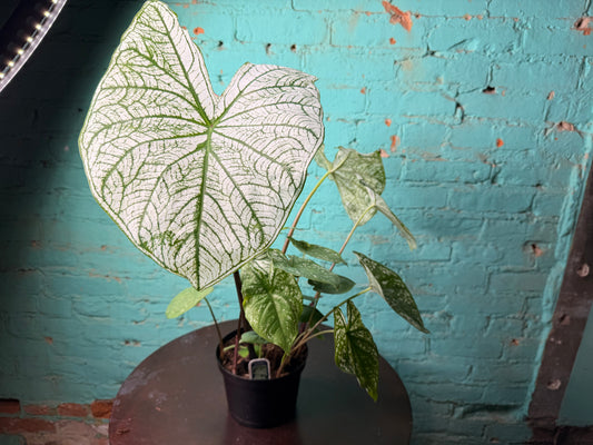 Caladium 6” ‘Dreams’