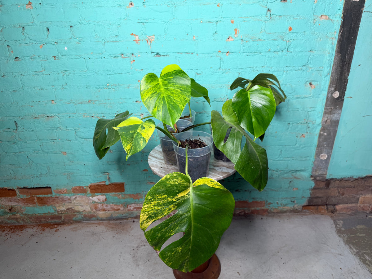 Monstera Deliciosa Aurea cutting