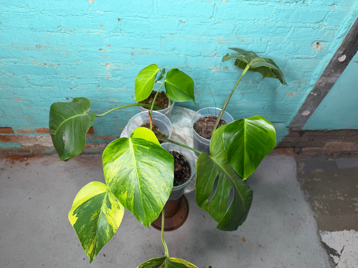 Monstera Deliciosa Aurea cutting