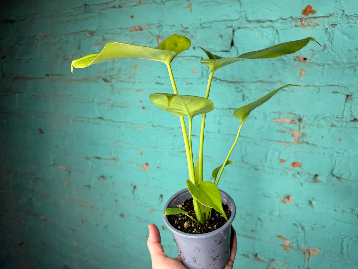 Monstera Deliciosa ‘Lemon Lime’ 
4”