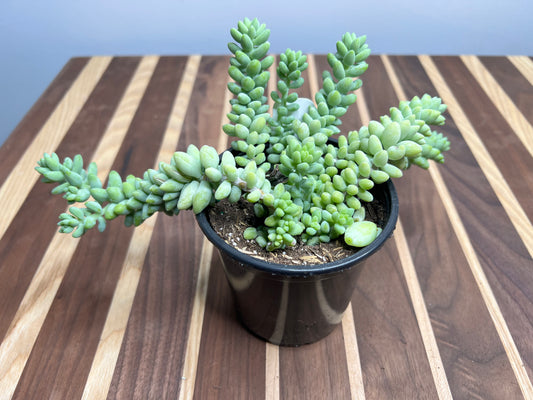 Donkey Tail 4”