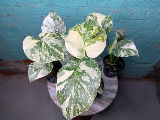 Monstera Crème Brûlée 4”