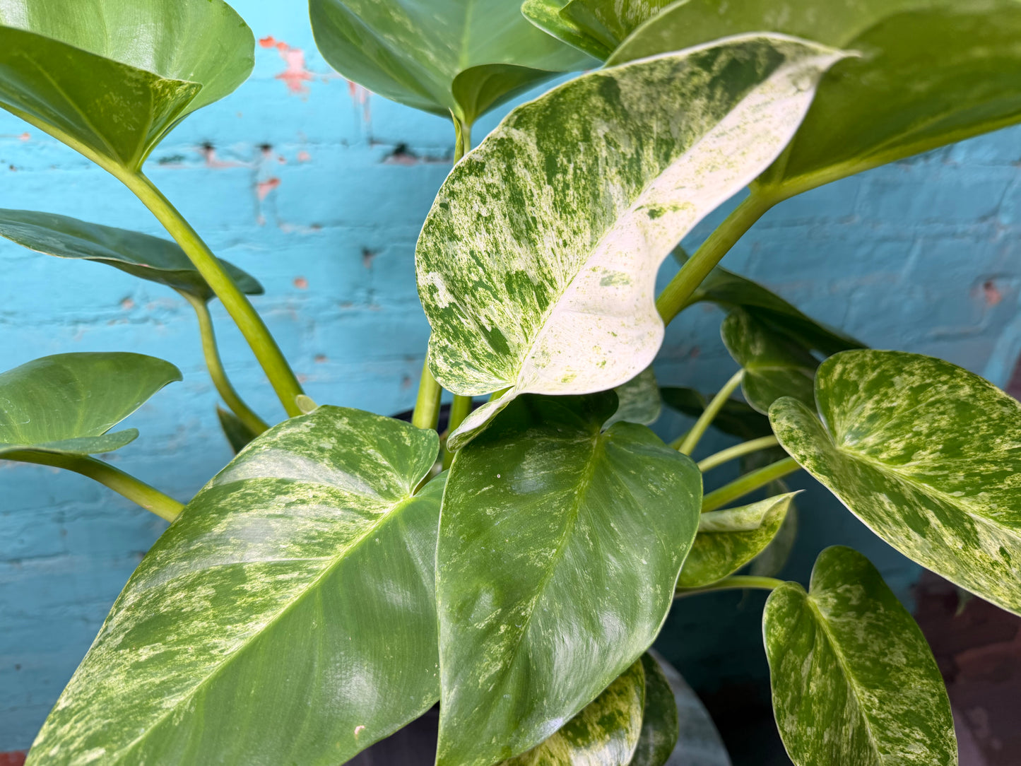 Philodendron Giganteum Blizzard 10”