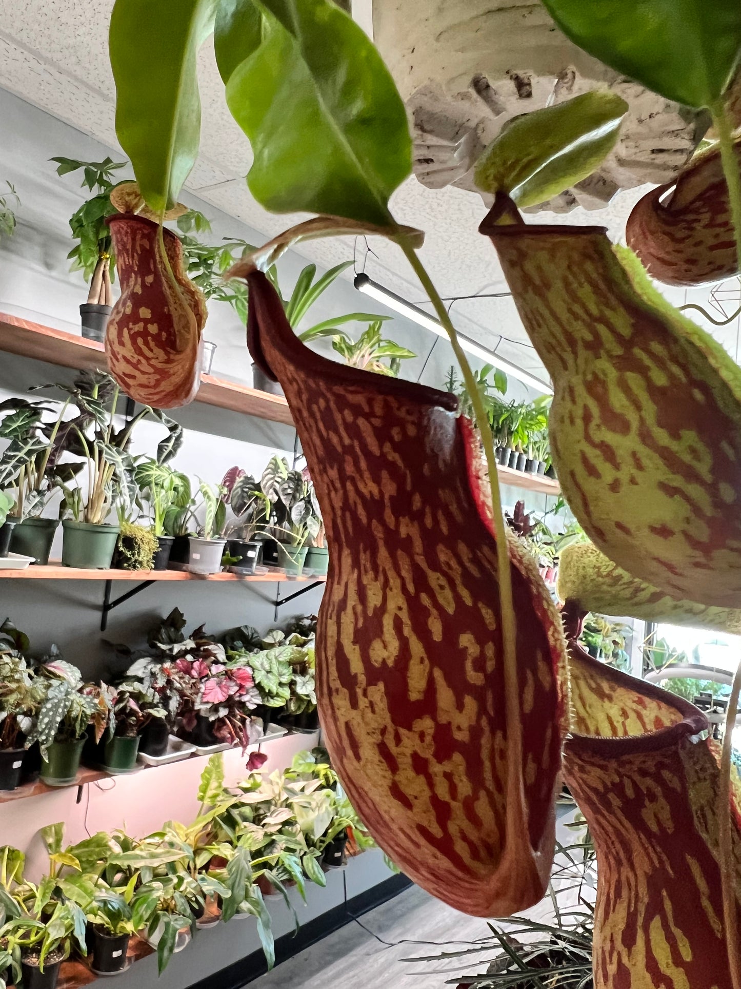 Pitcher Plant (6inch hanging basket)