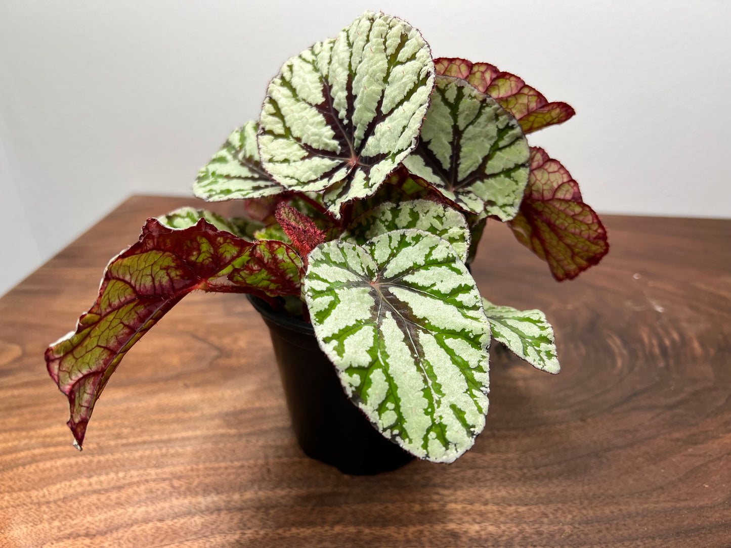 Begonia 'Pin Stripe’