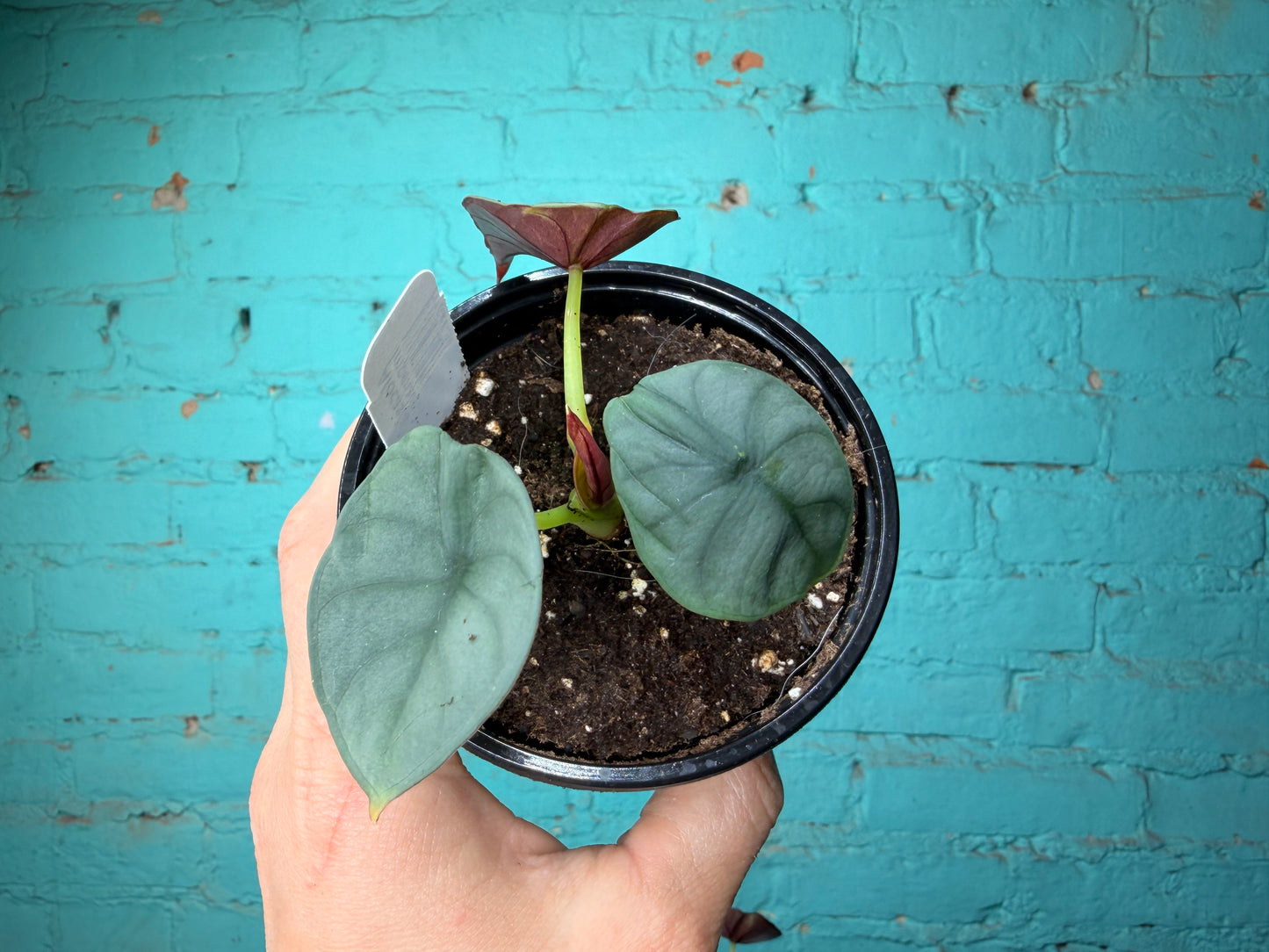 Alocasia Imperialis 4”
