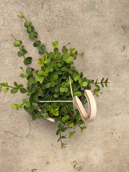 Peperomia Hope 8” Basket