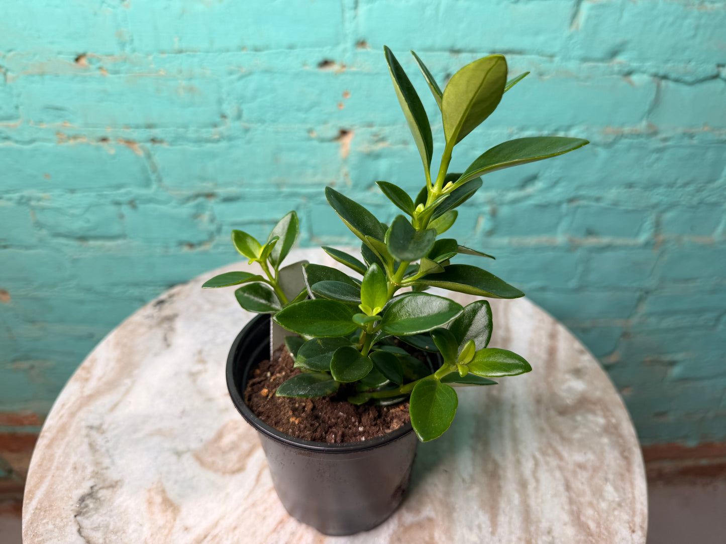 Nematanthus ‘Goldfish Plant’ 4”