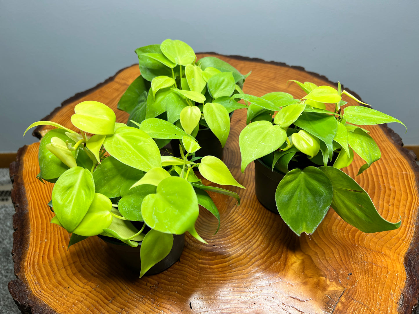 Philodendron- heart leaf