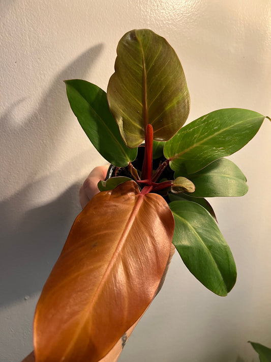 Philodendron Blushing 4”