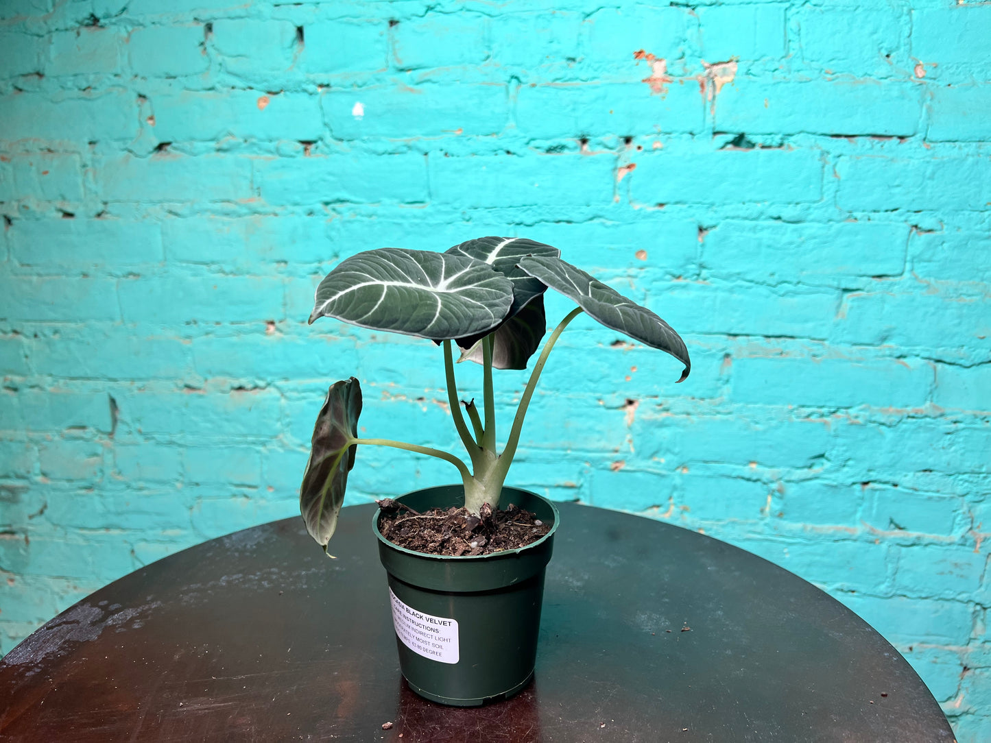 Alocasia-Black Velvet 4”