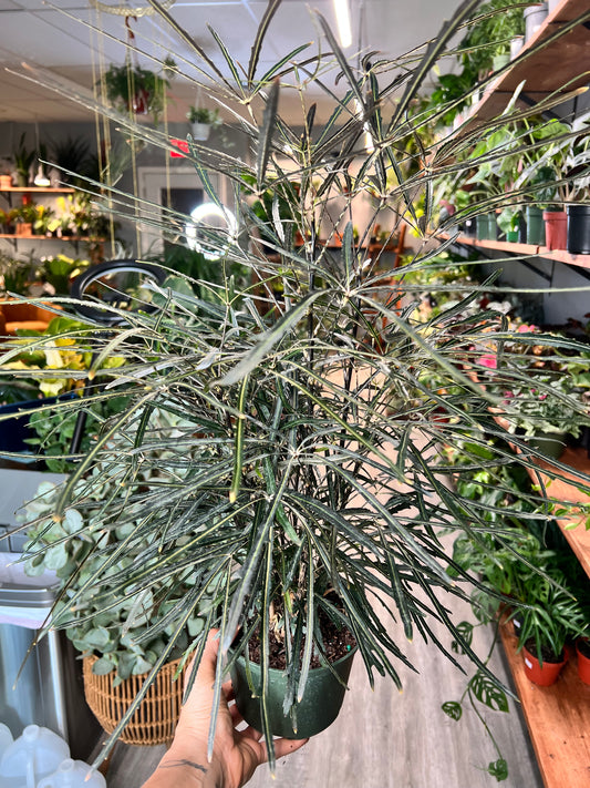 Aralia Elegantissima