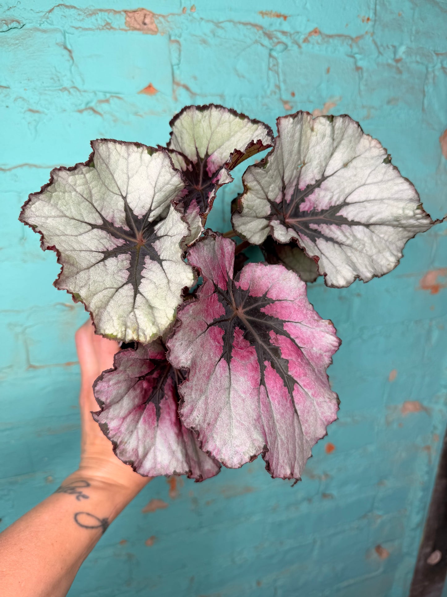 Begonia Rex 4”