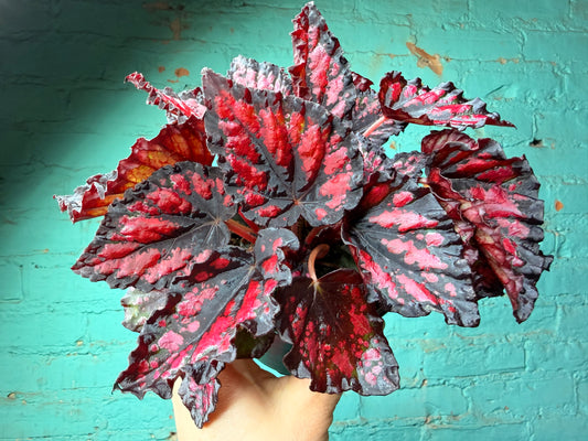 Begonia Etna (Helen)
