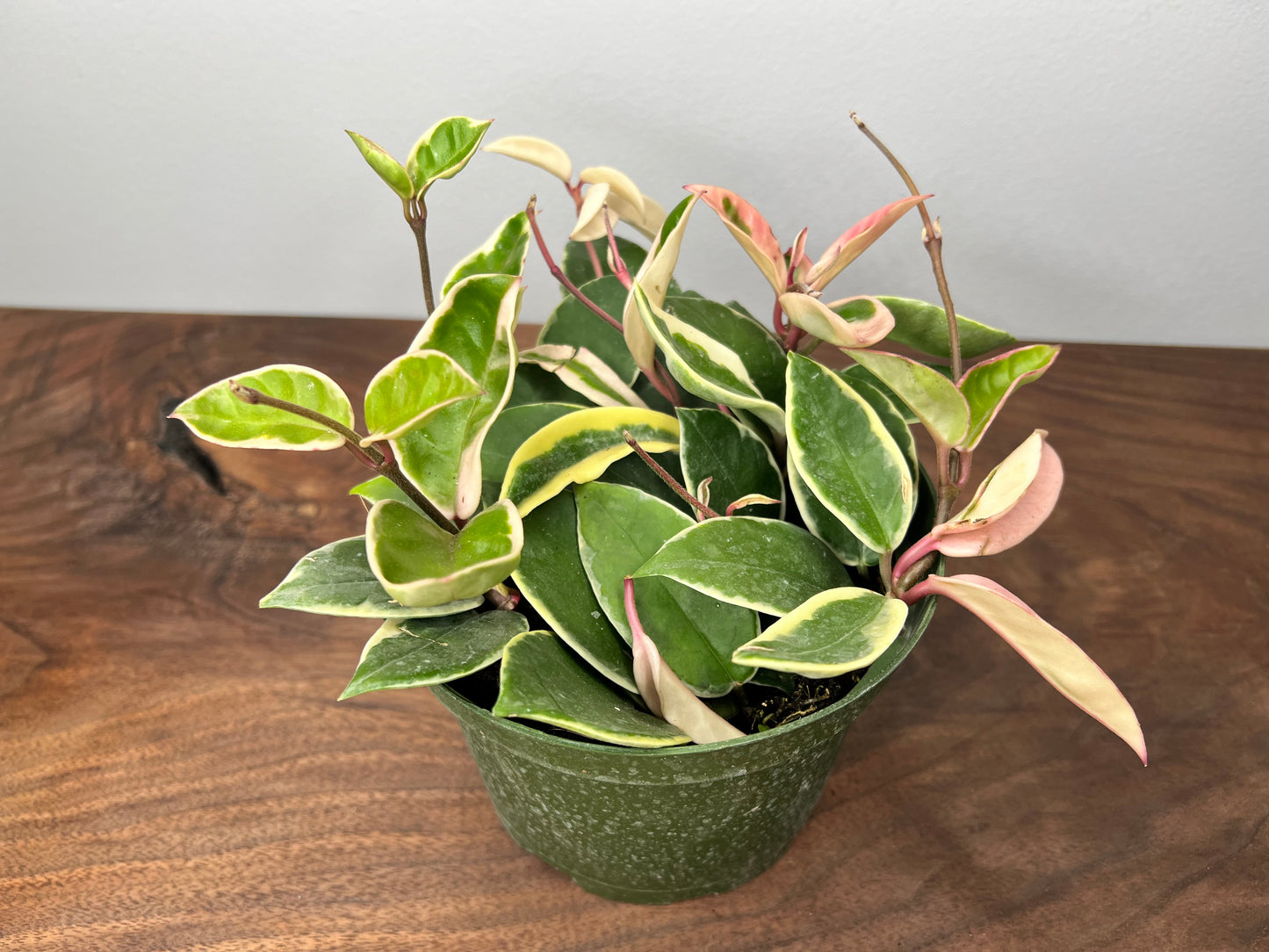 Hoya Krimson Queen 6”