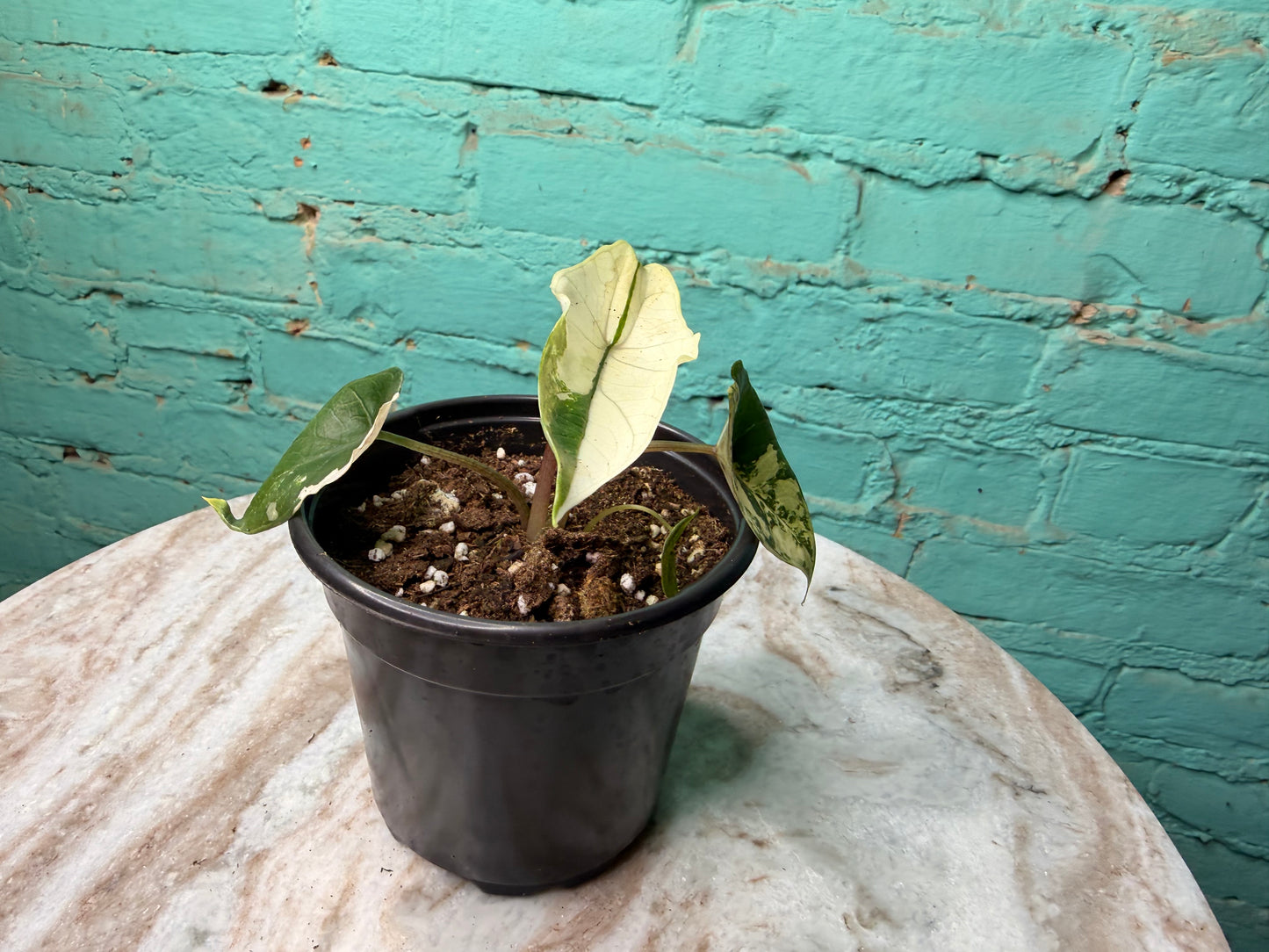 Alocasia Scalprum Aurea 4”