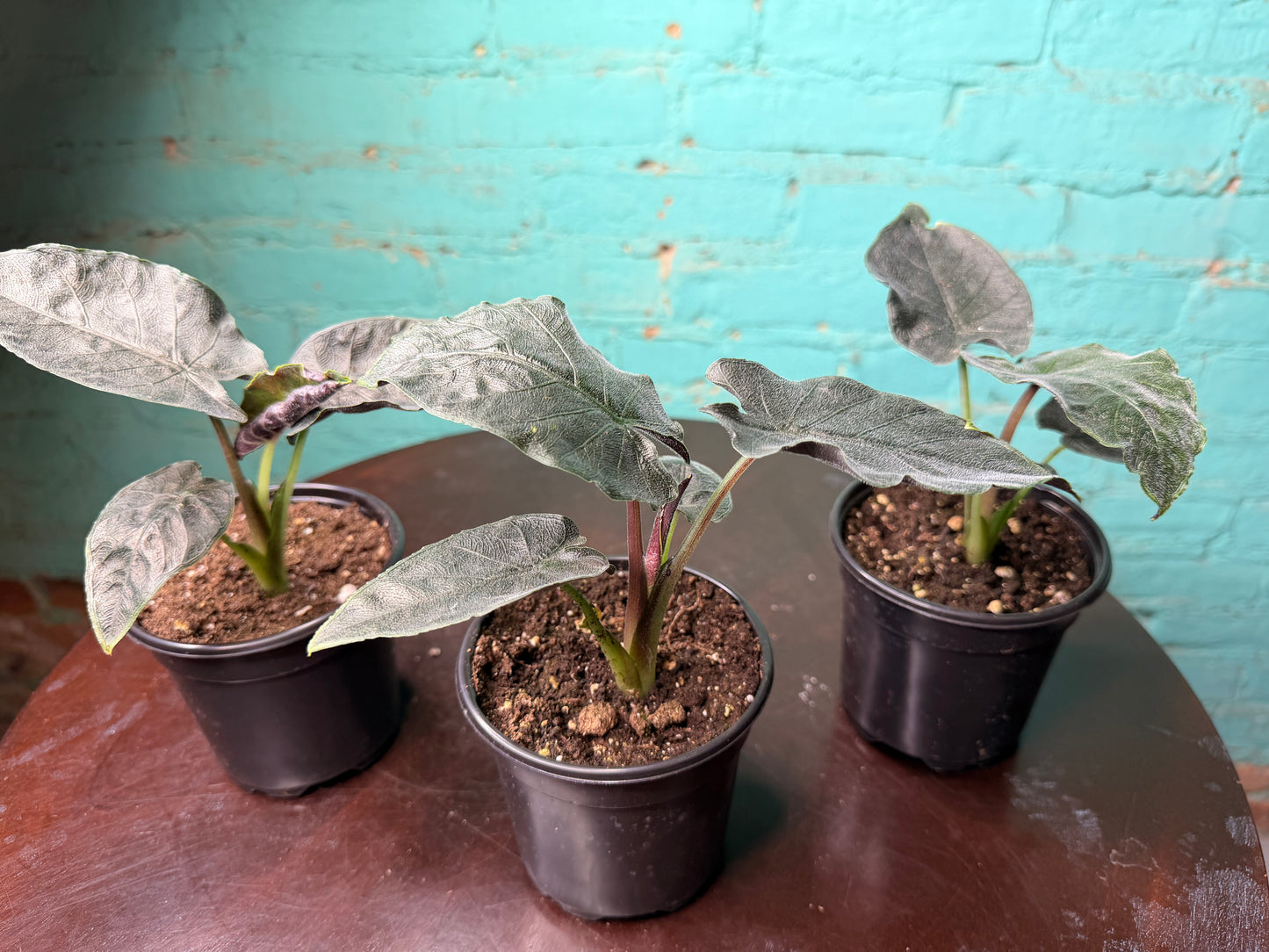 Alocasia ‘Antoro Velvet 4”