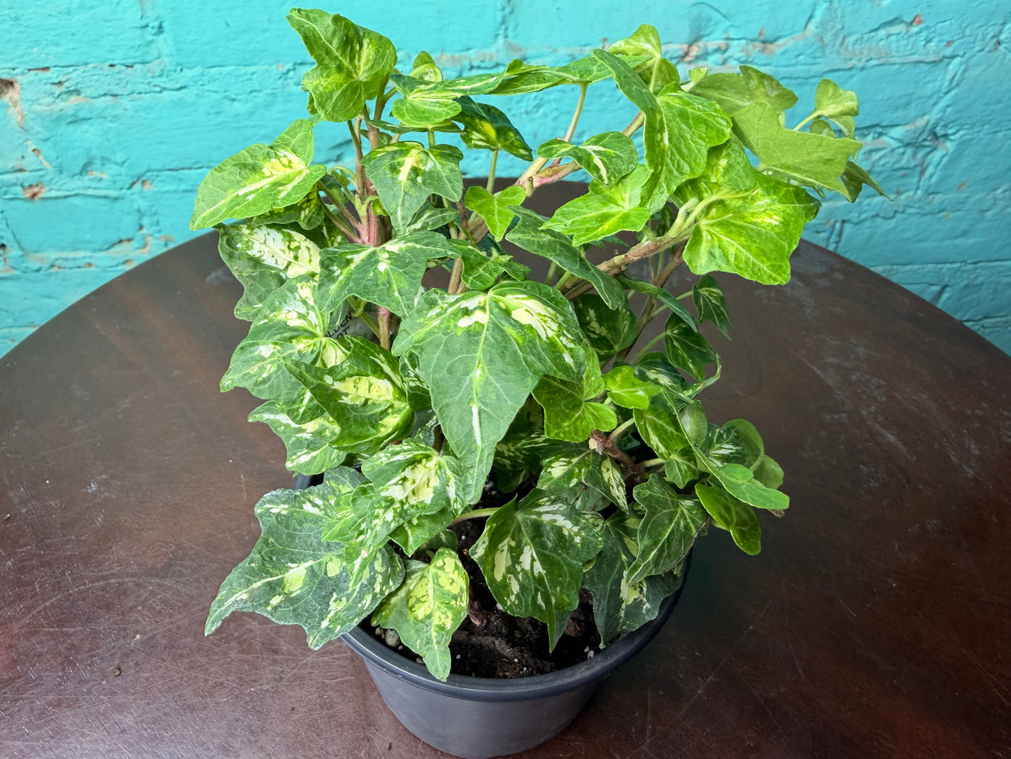 Ivy Golden Ingot