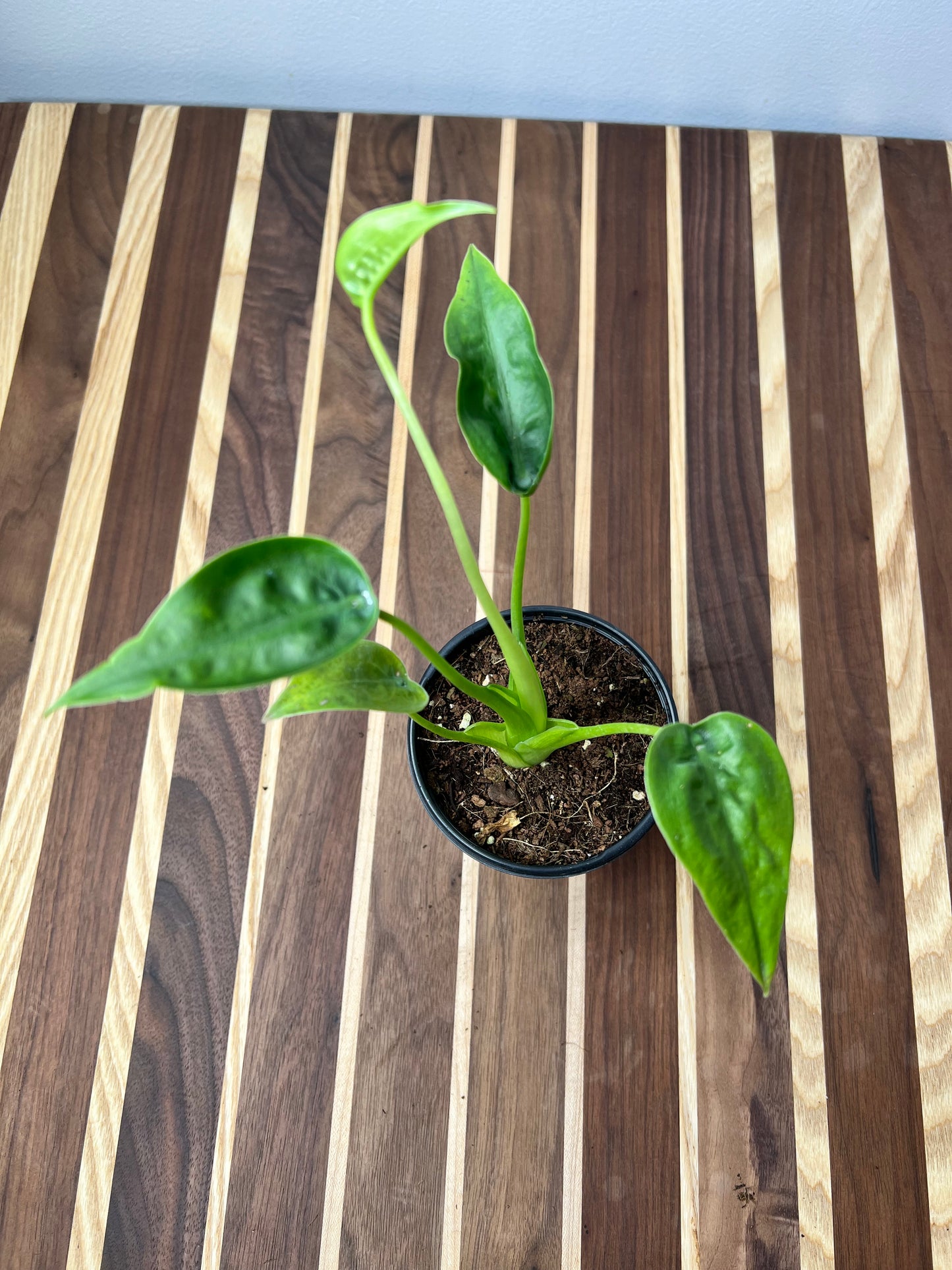 Alocasia Tiny Dancer