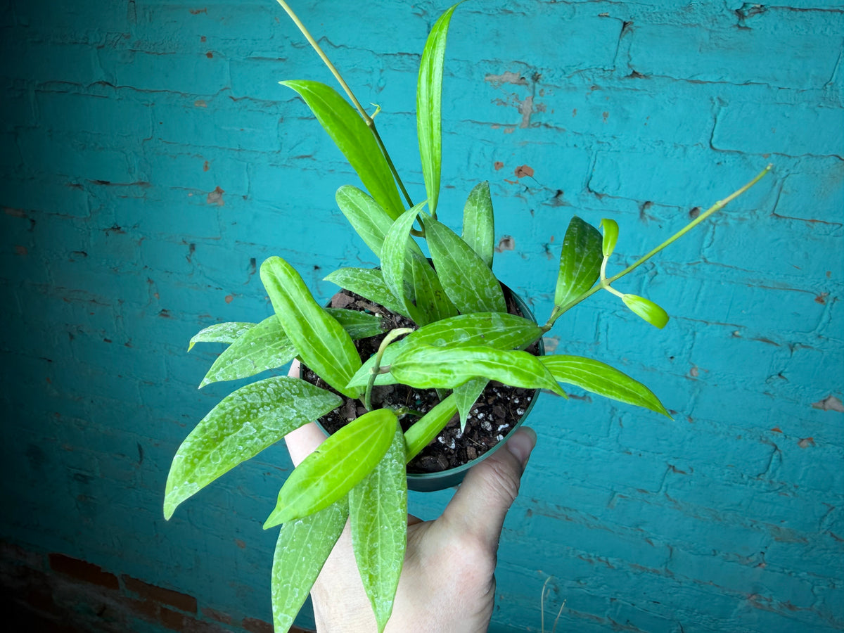 Hoya Blashernaezii 4”
