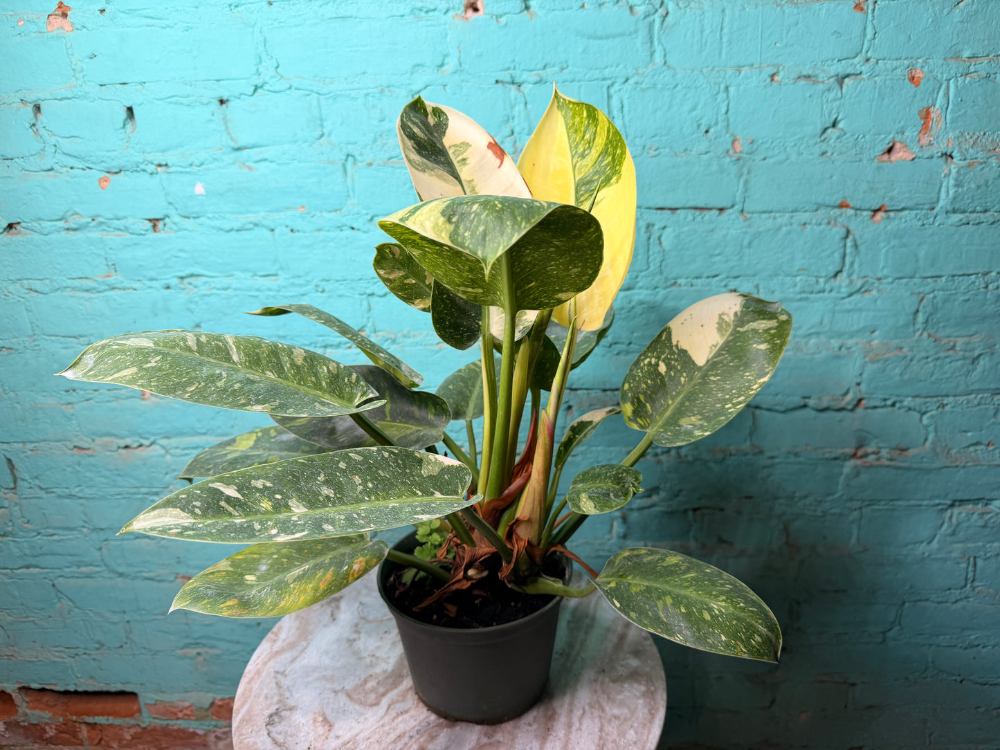 Philodendron Congo Nuclear Variegated 6”