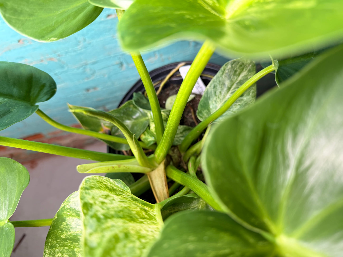 Philodendron Giganteum Blizzard 10”