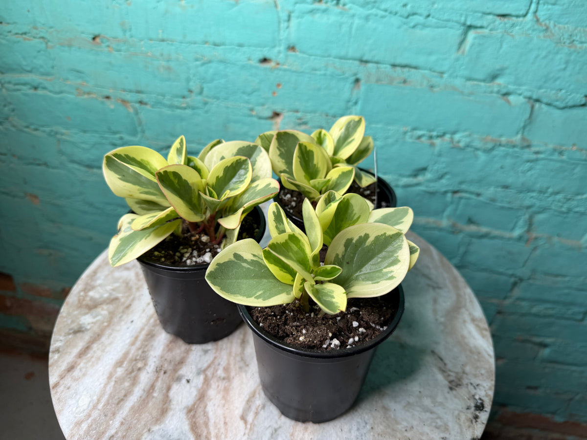 Peperomia Obtusifolia Marble 4”