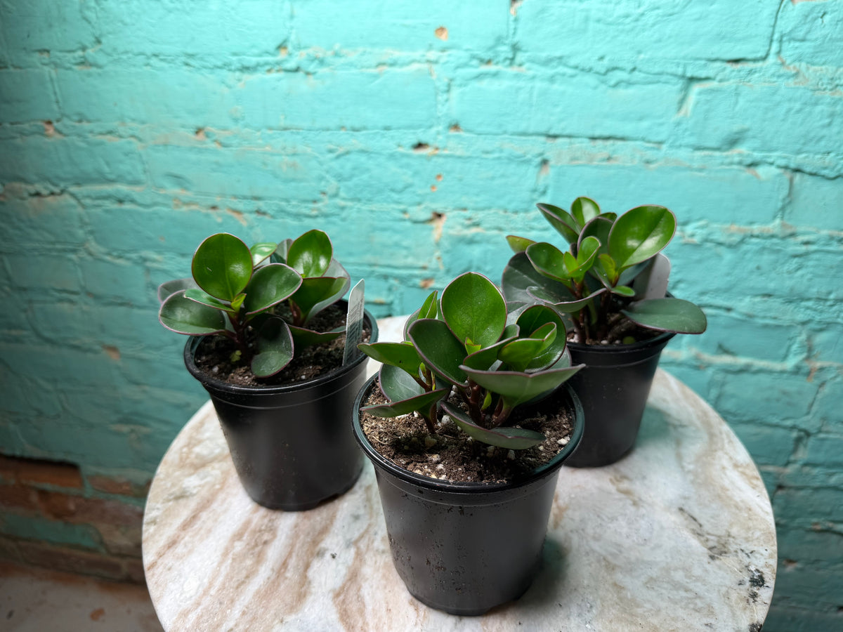 Peperomia Obtusifolia Green 4”