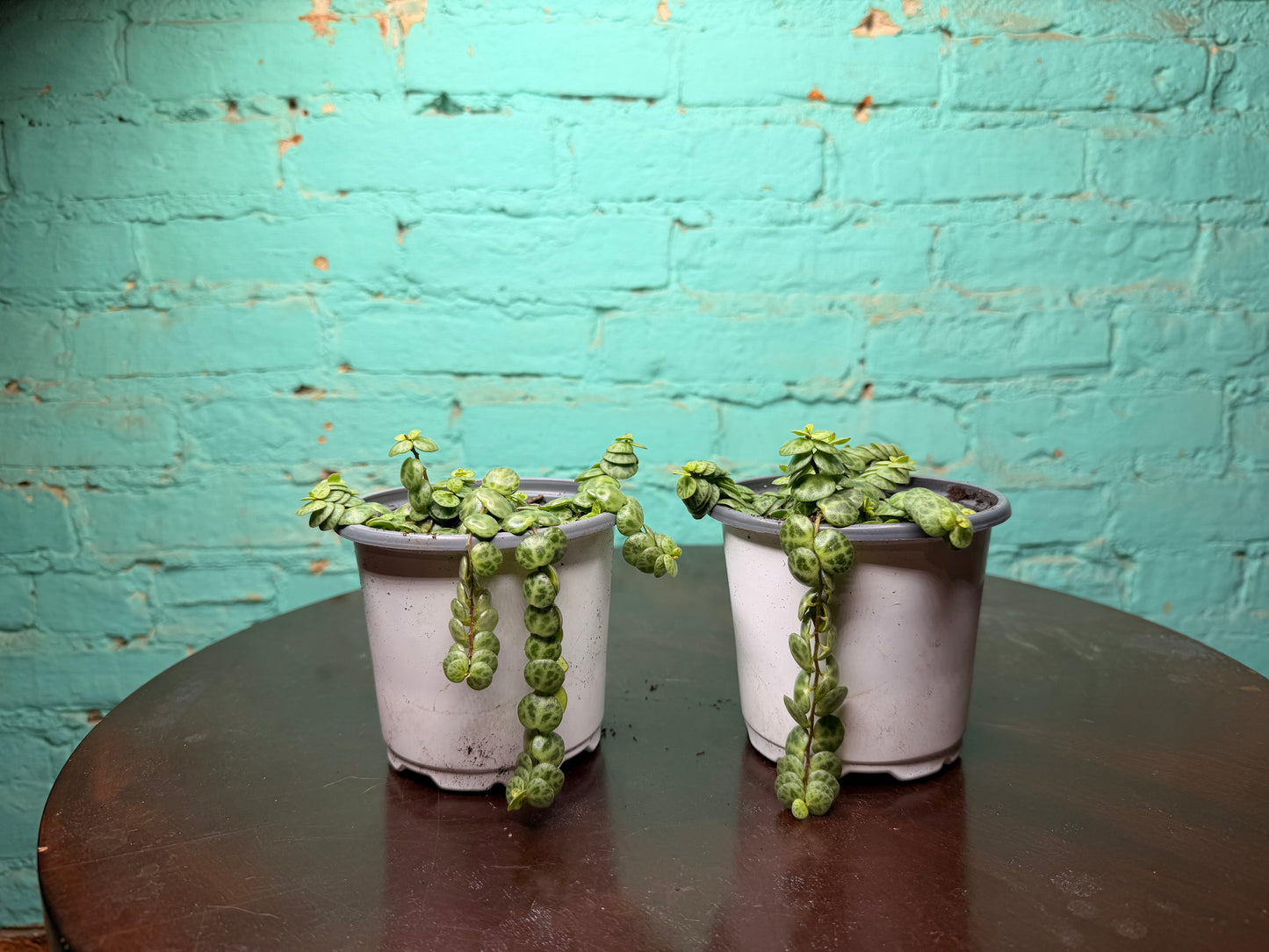 String of turtles 4” (Peperomia)