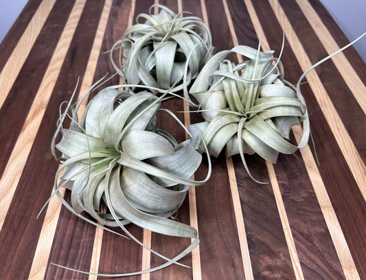 Giant Tillandsia Xerographica (air plant)