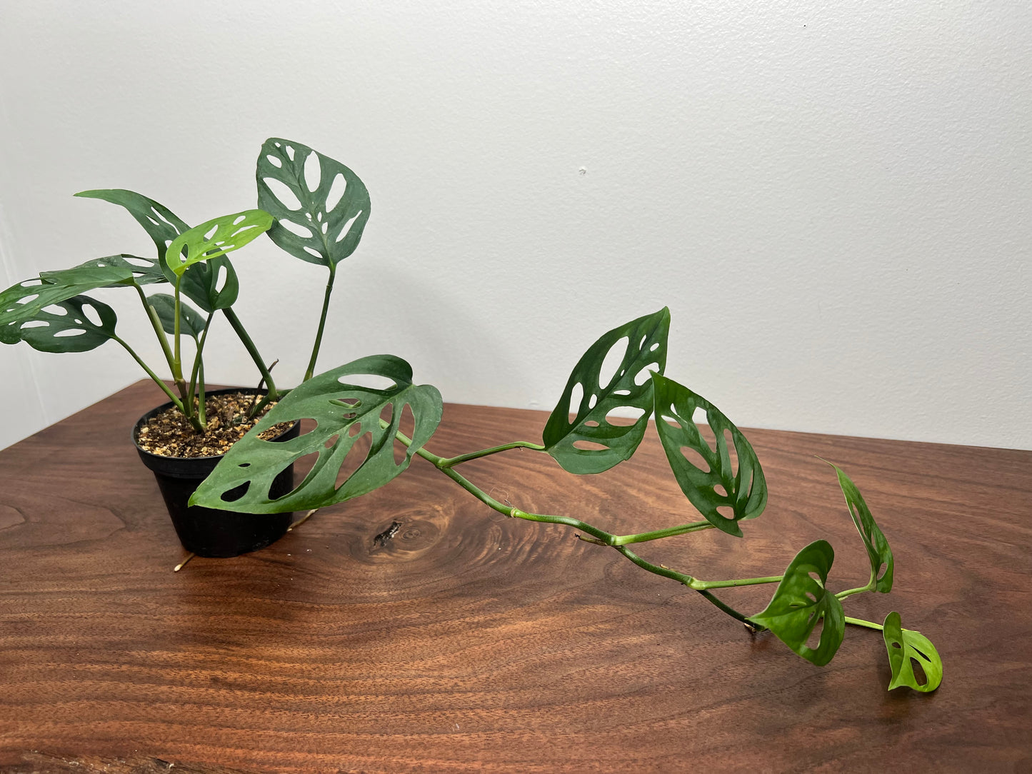 Monstera Esqueleto