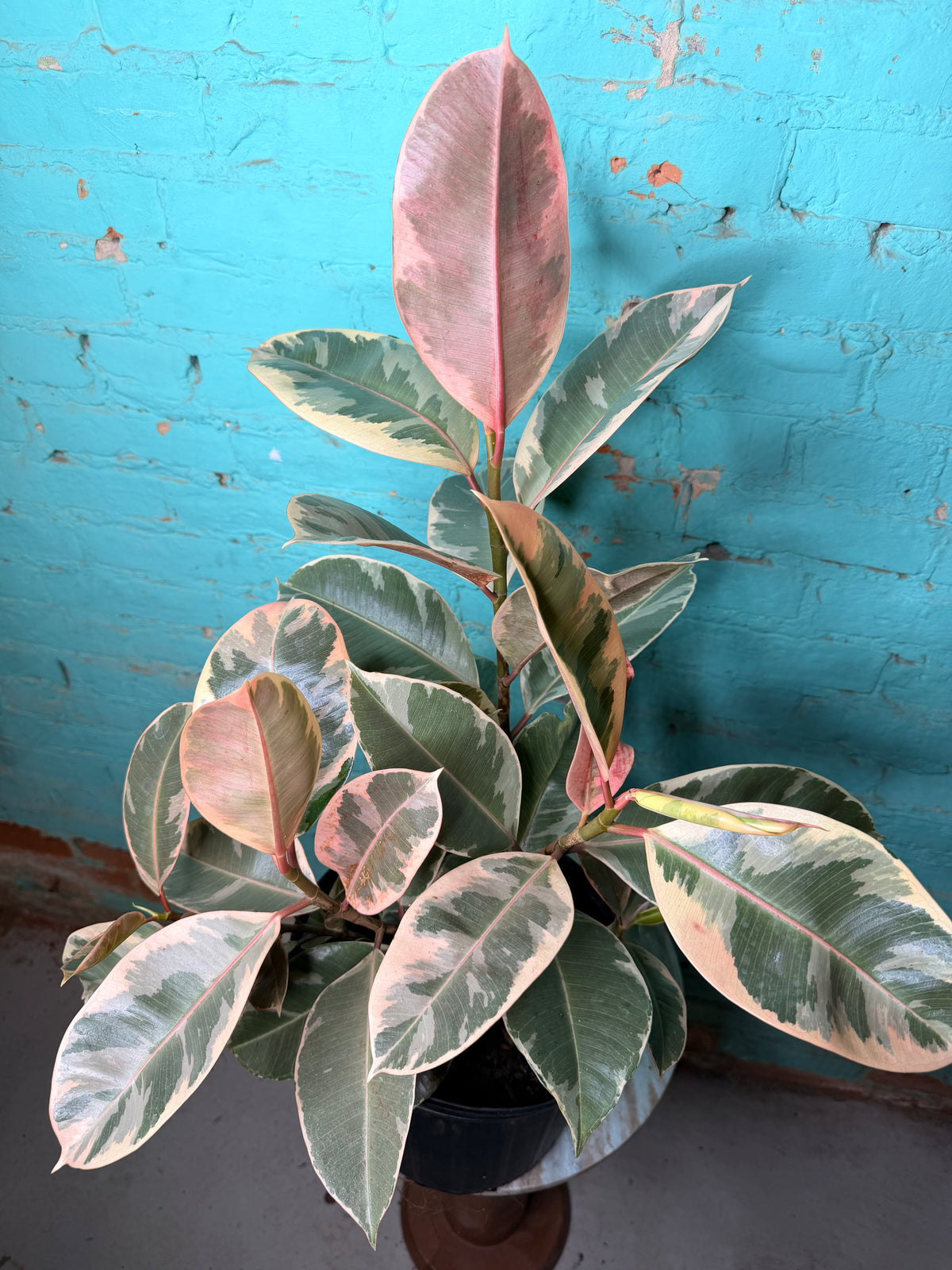 Rubber Tree Tineke 8”
