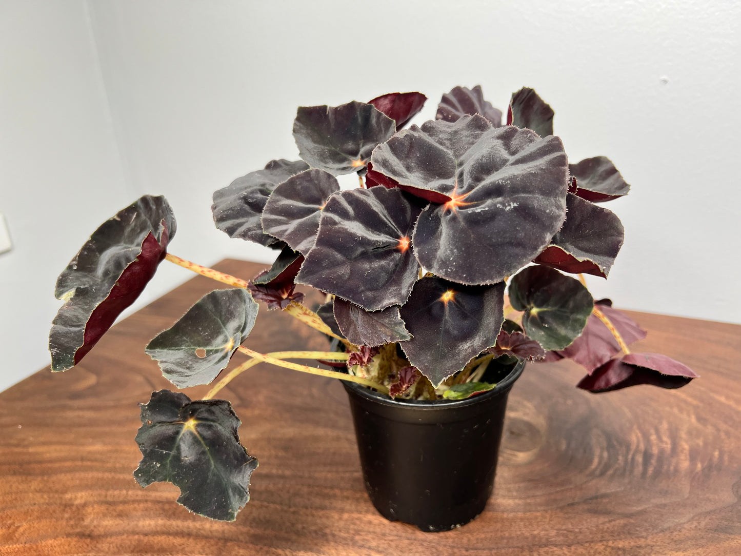 Begonia Dark Mambo